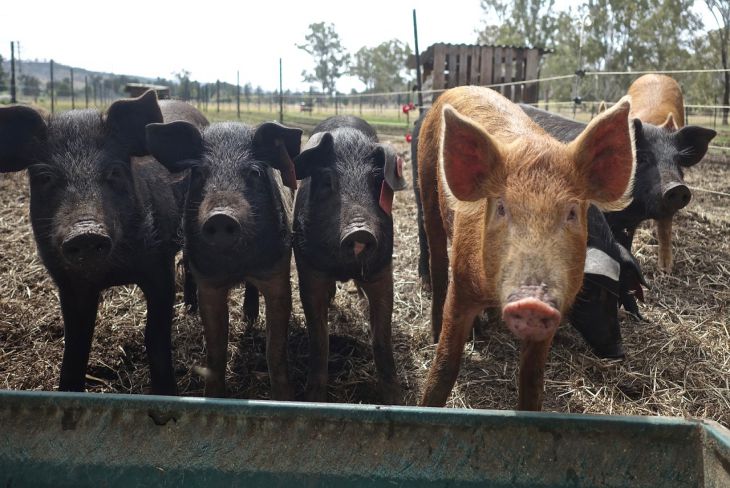 Новый очаг африканской чумы свиней обнаружен в Калужской области