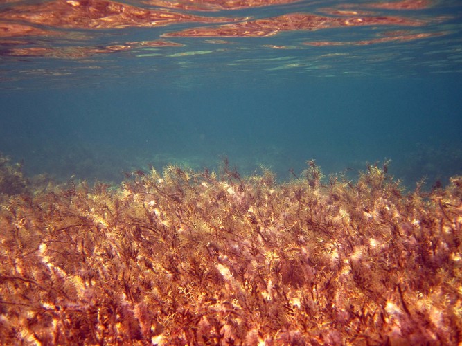 Основной причиной загрязнения побережья Камчатки назвали токсичные водоросли