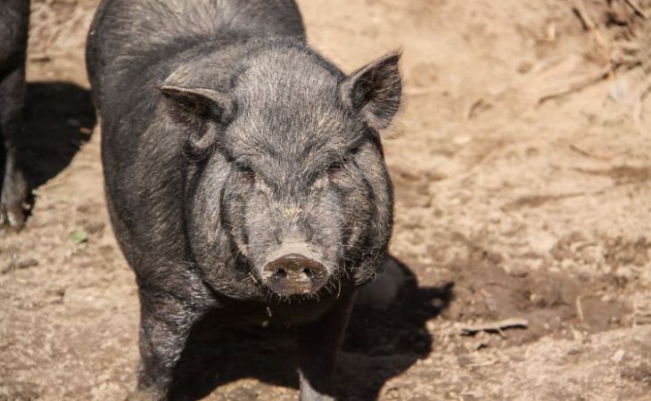 В Мексике свинья жестоко отомстила хозяину