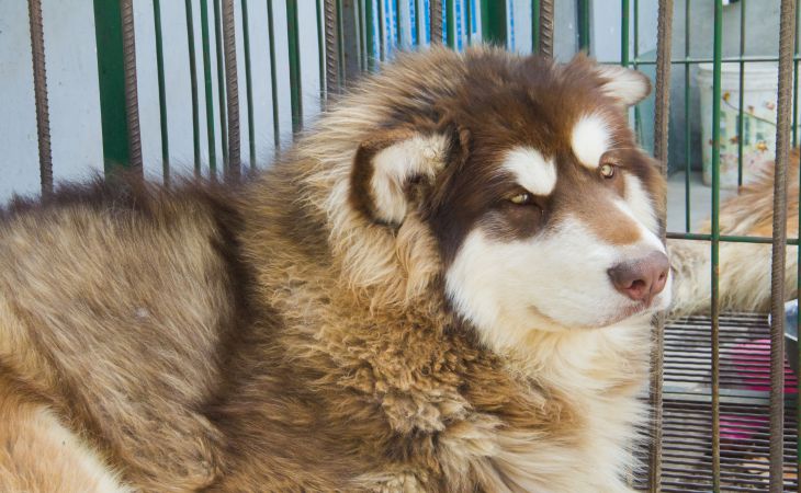 Собаки задушили хозяйку во время прогулки