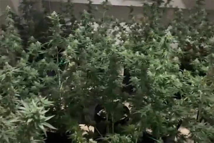 Российский сантехник устроил плантацию конопли в подвале городской многоэтажки Российский сантехник устроил плантацию конопли в подвале городской многоэтажки