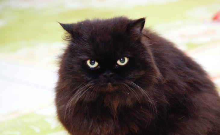 Кот сердитый