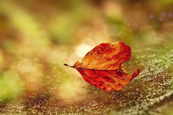 Лист Паутина