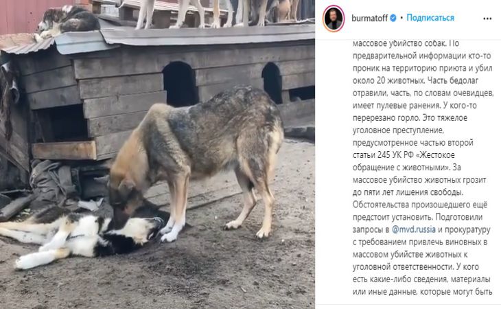 Полиция начала проверку по сообщению о массовом убийстве собак Собака