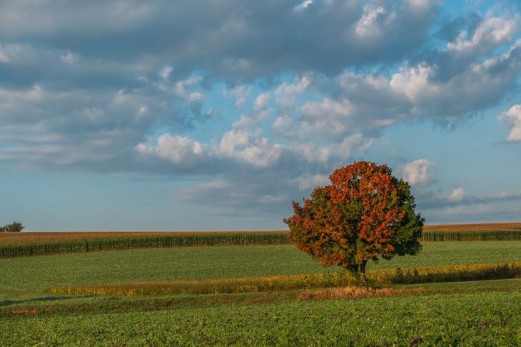 Какой сегодня праздник: 13 октября 2021 года Дерево Осень