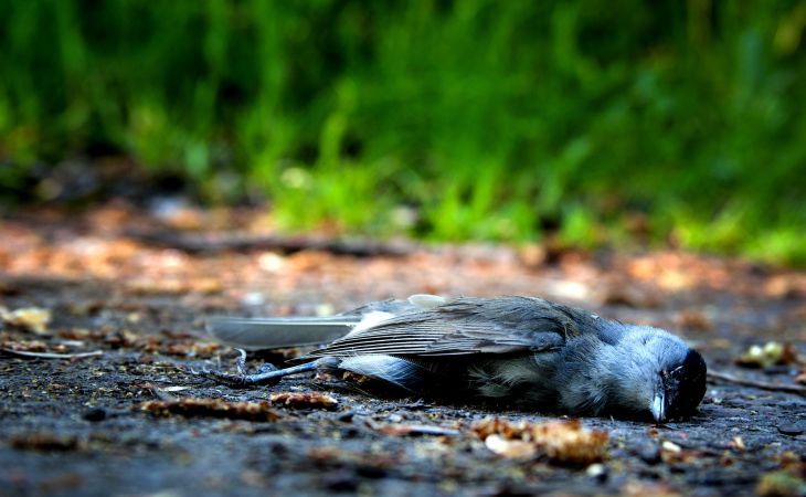 Мертвая птица
