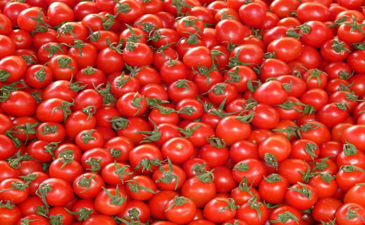 3 распространенные болезни помидоров: как с ними бороться