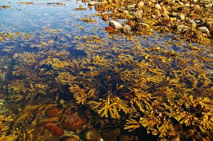 Ученые обнаружили водоросли, способные питаться без света