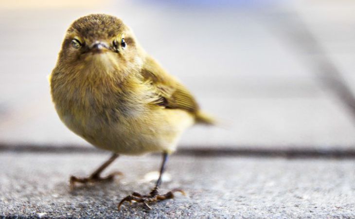Определить Птицу По Фото Яндекс