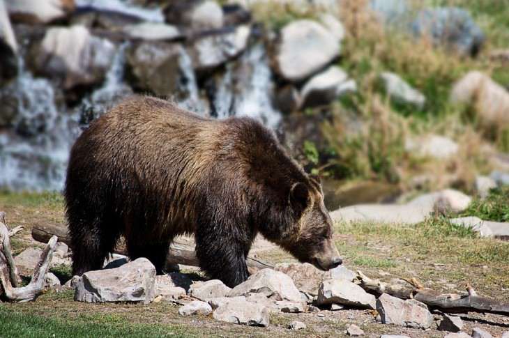 В Ташкенте мать бросила дочку в вольер к медведю в зоопарке. Возбуждено уголовное дело