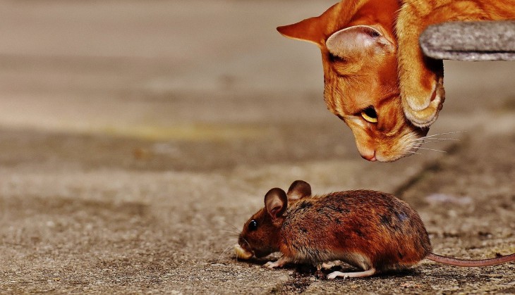 В мозге мышей нашли нервные клетки, которые будят животных при приближении хищника