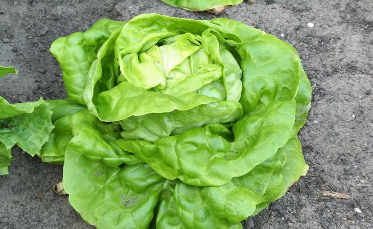 Как правильно посадить салат в июле 2024 года: советы и рекомендации