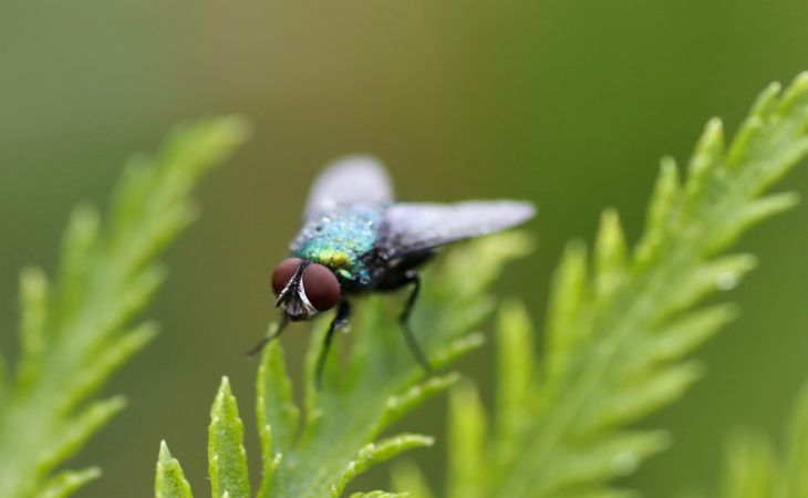 Как защитить садовые растения от вредных насекомых с помощью натуральных средств