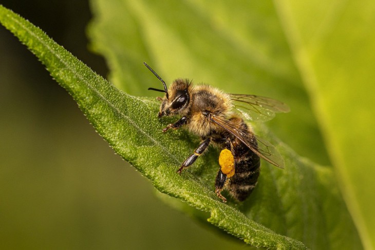 Натуралисты Университета Экс-Марсель выяснили, что пчелы не могут летать над зеркалом