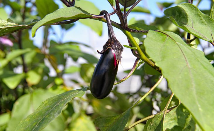Баклажаны: 6 важнейших правил по их выращиванию
