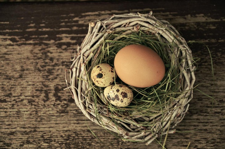 Биологи из Кембриджа выявили, как кукушкам удаётся подделывать свои яйца