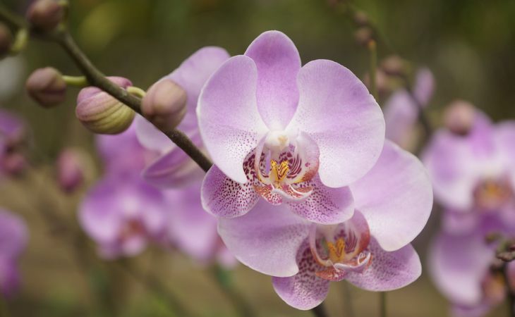 Простой способ реанимировать обезвоженную орхидею за 3 дня