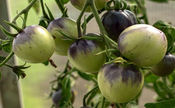 5 причин появления пустоцветов на помидорах: способы борьбы