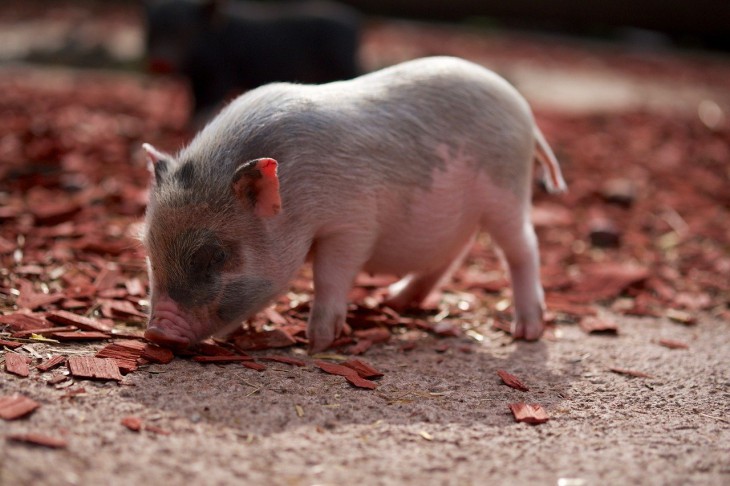 Свиньи выражают положительные эмоции коротким хрюканьем