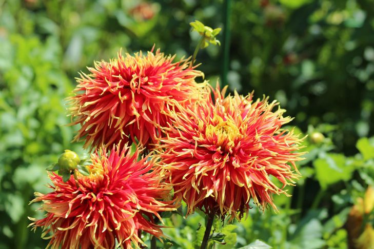 Работа в цветнике в конце июля: какие 5 манипуляций нужно провести цветы