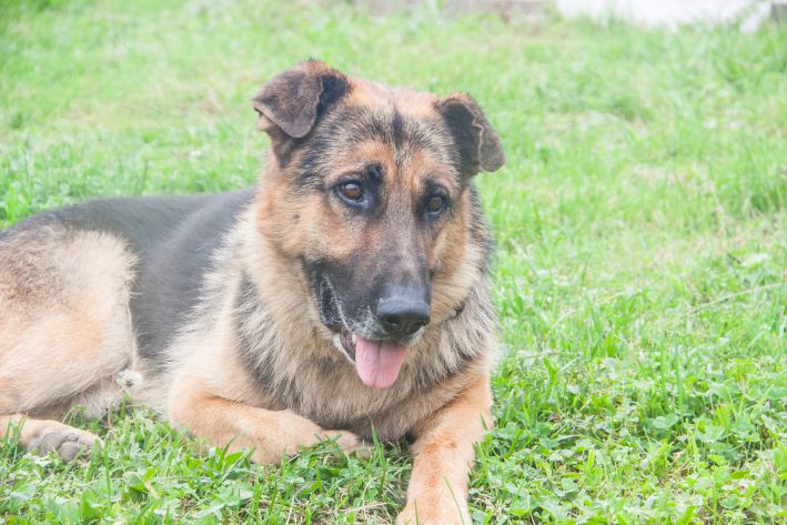 Подписан закон о запрете самовыгула домашних животных собака