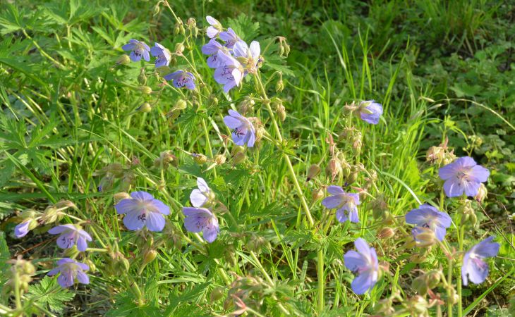 Какой сегодня праздник: 17 июля 2022 года Лето, природа