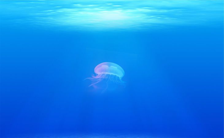 медуза в море