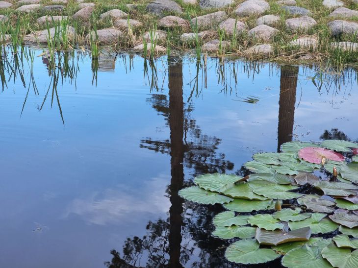 вода и кувшинка 