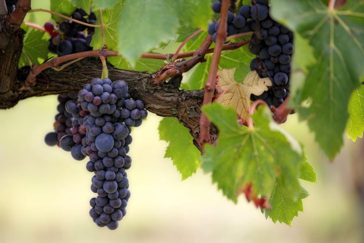 Все, что мы должны знать про виноград: чем полезен и кому противопоказан