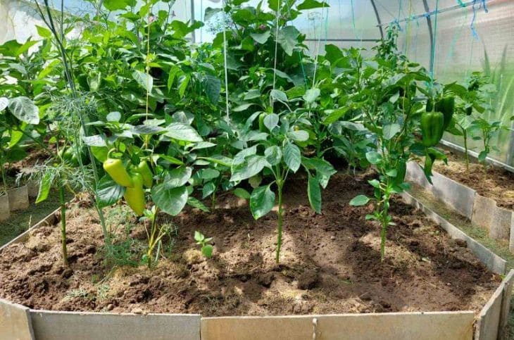 Что добавить в грунт, чтобы рассада росла толстенькой и коренастой: не каждый знает грунт