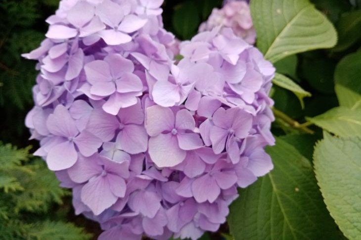 Куст сирени: как вырастить растение самостоятельно сирени