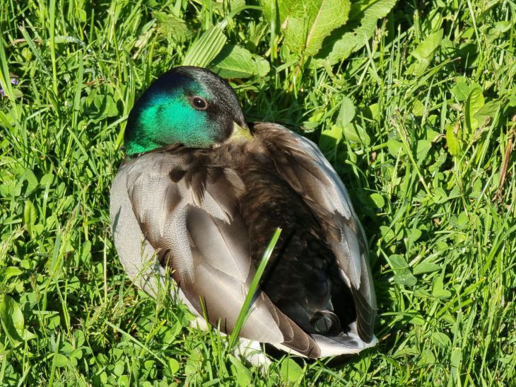 Полигамия спасает птиц от вредных мутаций селезень