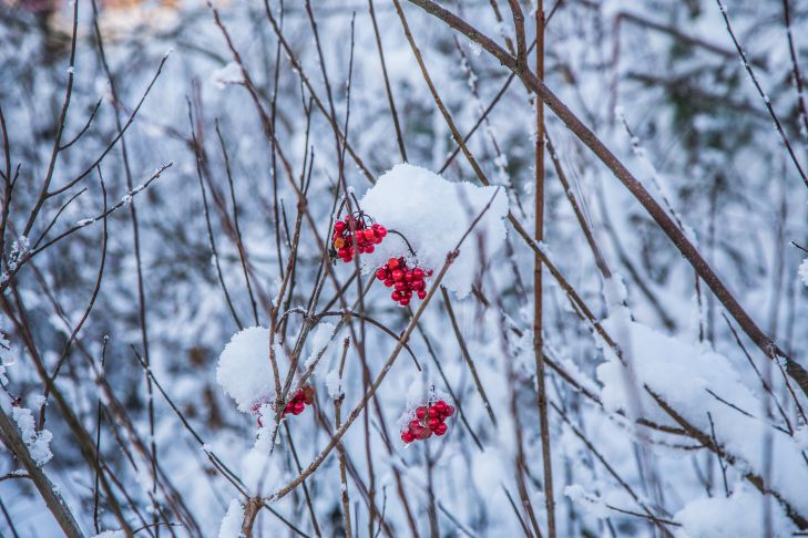 Почему важна обработка огорода ранней весной: дачникам нужно это знать весной