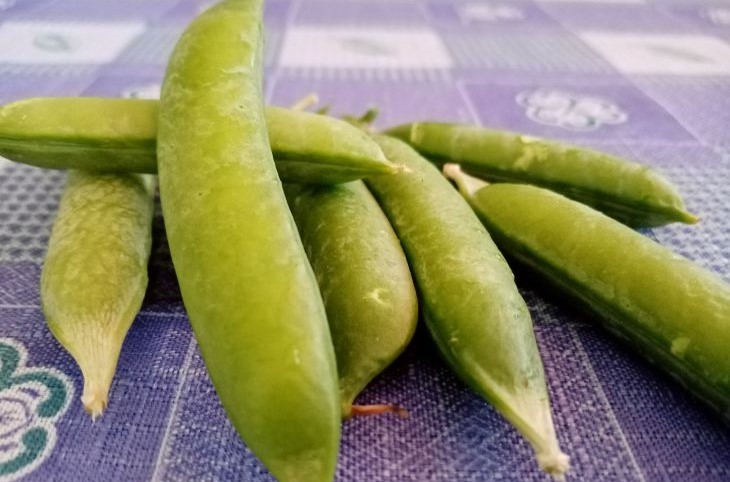 Как заставить горох подарить килограммы сахарного урожая: не потратите ни копейки горох