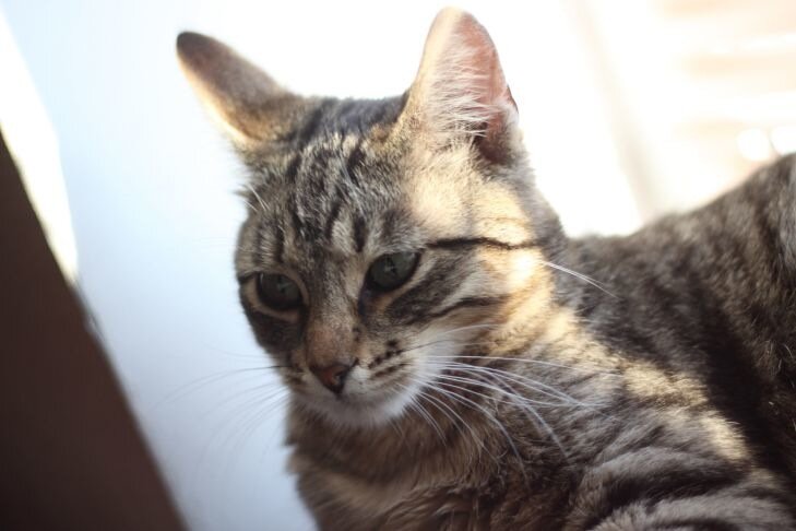 Как правильно чистить зубы кошке в домашних условиях: каждому хозяину важно знать кот