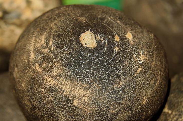 Чем подкормить редьку, чтобы росла крупной и здоровой: ни один паразит не нападет редьку