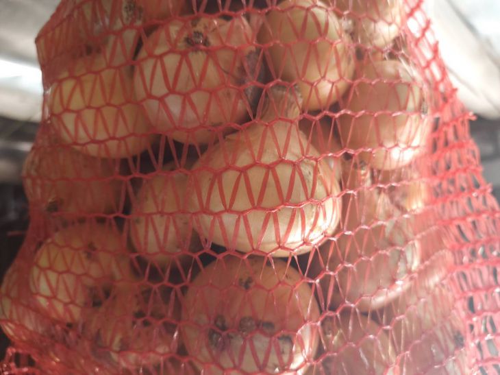 Как собрать богатый урожай лука Лук