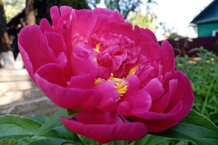 Как заставить пионы цвести пышными и яркими бутонами: все соседи обзавидуются пионы