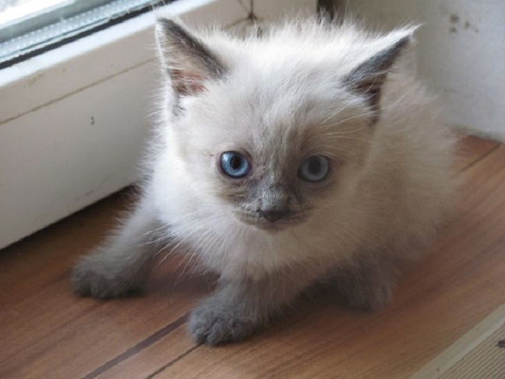 Что должно быть под рукой для оказания помощи котенку Котенок