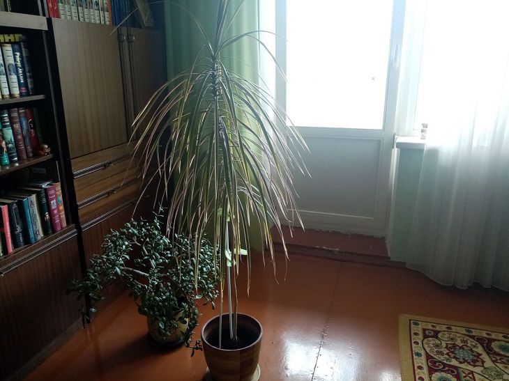 Растения в квартире