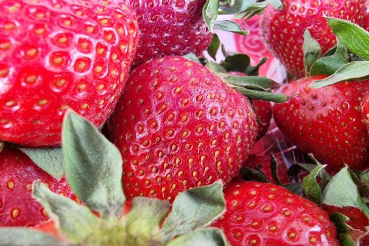 4 эффективных метода защитить ягоды от птиц и не навредить пернатым клубника