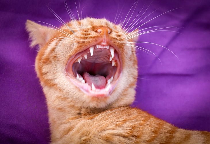 Кошка, зубы