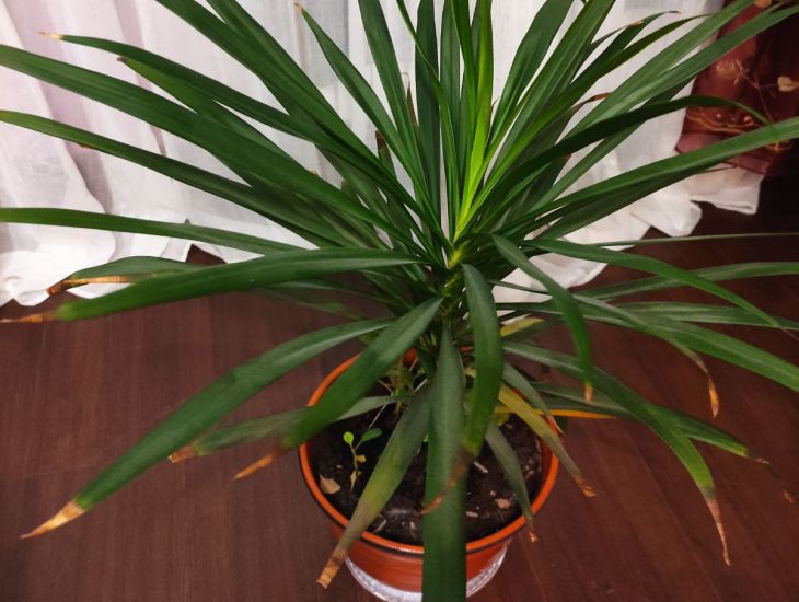 Цветы будут пышными: как приготовить натуральное удобрение для комнатных растений растение