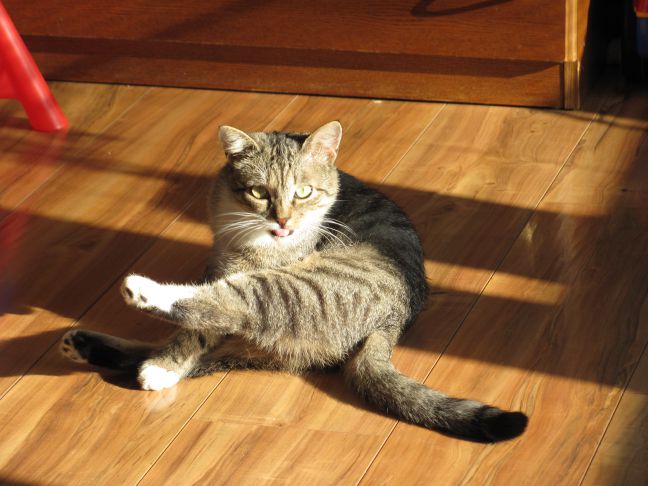 Можно ли кошкам давать сырые яйца: об этом должен знать каждый владелец кошка