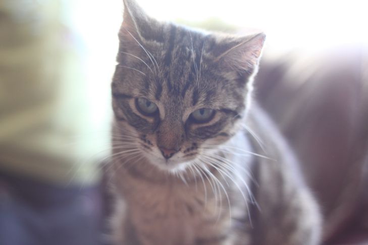 Можно ли кошкам молоко: развенчание мифов кот