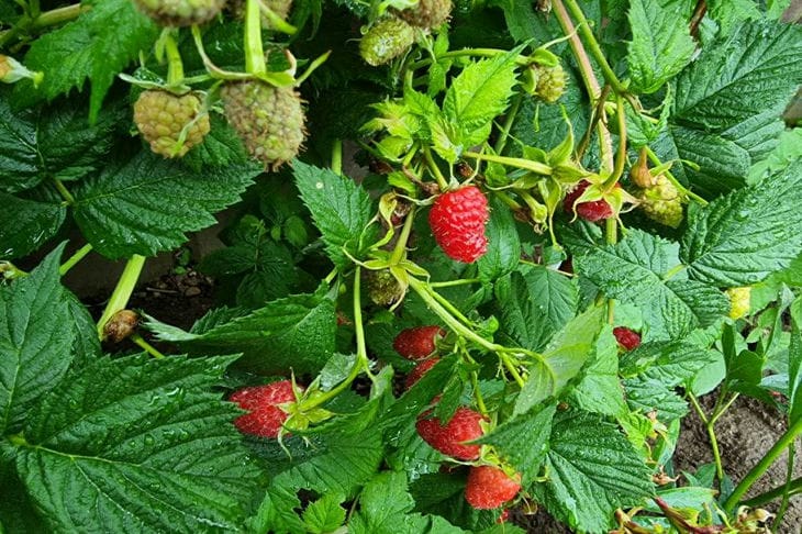 Как правильно удобрять малину весной: избегайте этих ошибок малина