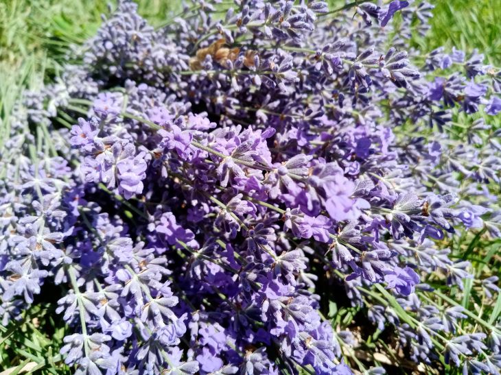 «Притягивают ароматом»: какие растения лучше выбрать для сада на весну цветы