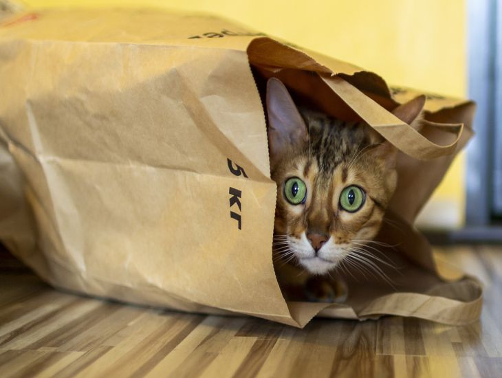 пакет, кошка