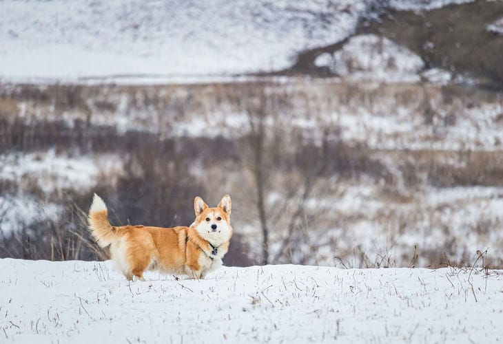 корги