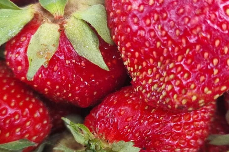 Как защитить свою клубнику от болезней и вредителей: эффективные средства для садоводов клубника